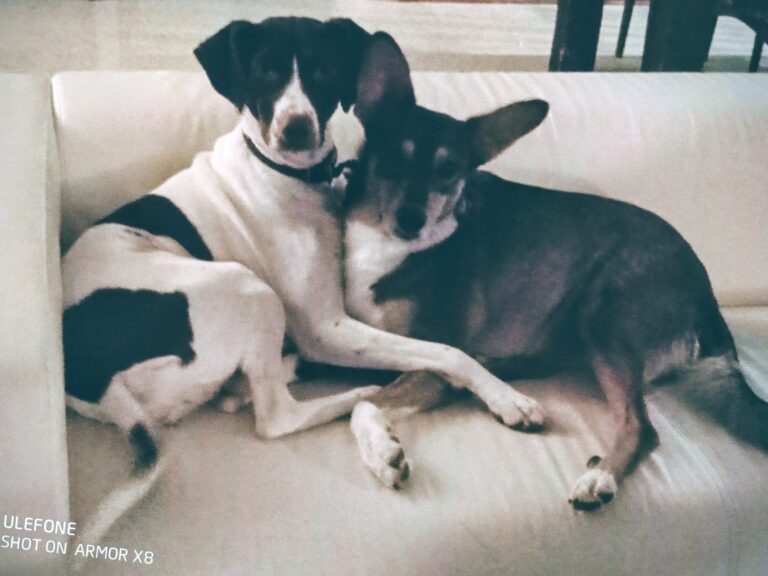 LOVE is in the air🥰🥰 both dogs live at CasaKlein